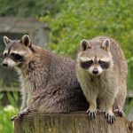 Raccoons: Sharing Our Towns and Our Lives