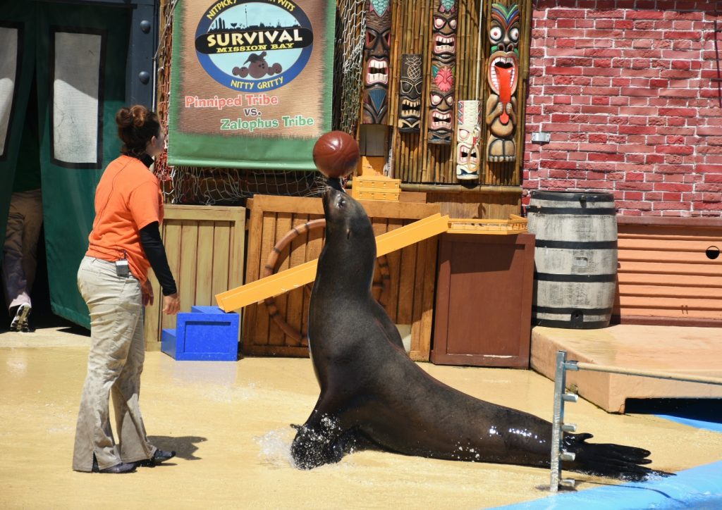 8 Things to Do in San Diego and Other Top Attractions - Super Surge